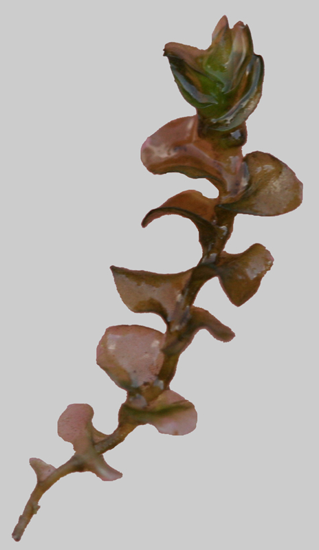 Jungermannia eucordifolia